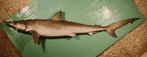 To FishBase images (<i>Loxodon macrorhinus</i>, Saudi Arabia, by Randall, J.E.)