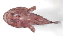 To FishBase images (<i>Lophiodes mutilus</i>, by Ho, H.-C.)