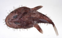 To FishBase images (<i>Lophiodes naresi</i>, by Ho, H.-C.)