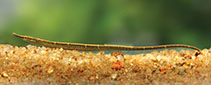 To FishBase images (<i>Microphis ocellatus</i>, Sri Lanka, by Ramani Shirantha)