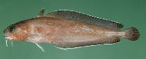 To FishBase images (<i>Lotella phycis</i>, Japan, by Randall, J.E.)
