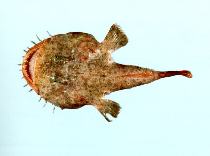 To FishBase images (<i>Lophiomus setigerus</i>, by CSIRO)