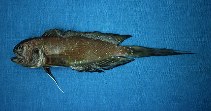 To FishBase images (<i>Lonchopisthus sinuscalifornicus</i>, Ecuador, by Béarez, P.)