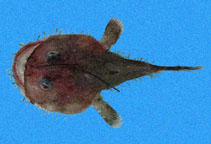 To FishBase images (<i>Lophiodes spilurus</i>, by Robertson, R.)
