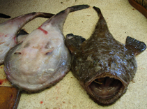 To FishBase images (<i>Lophius vomerinus</i>, South Africa, by Le Noury, P.)