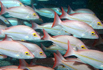 To FishBase images (<i>Lutjanus adetii</i>, New Caledonia, by Bajol, R.)