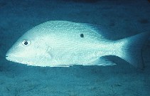 To FishBase images (<i>Lutjanus analis</i>, Neth Antilles, by Randall, J.E.)