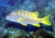 To FishBase images (<i>Lutjanus apodus</i>, Neth Antilles, by Patzner, R.)
