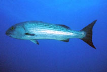 To FishBase images (<i>Lutjanus aratus</i>, Galapagos Is., by Allen, G.R.)