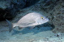To FishBase images (<i>Haemulon scudderii</i>, Galapagos Is., by Wirtz, P.)