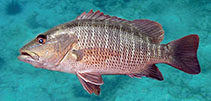 To FishBase images (<i>Lutjanus argentimaculatus</i>, Sri Lanka, by Ramani Shirantha)