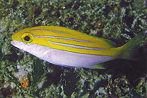 To FishBase images (<i>Lutjanus bengalensis</i>, Mauritius, by Allen, G.R.)