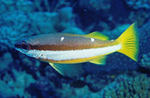 To FishBase images (<i>Lutjanus biguttatus</i>, Maldives, by Field, R.)