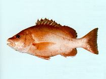 To FishBase images (<i>Lutjanus bitaeniatus</i>, by CSIRO)