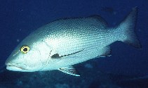 To FishBase images (<i>Lutjanus bohar</i>, Indonesia, by Randall, J.E.)