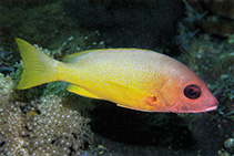 To FishBase images (<i>Lutjanus boutton</i>, Papua New Guinea, by Allen, G.R.)