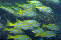 To FishBase images (<i>Lutjanus carponotatus</i>, Chinese Taipei, by Patzner, R.)