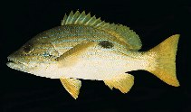 To FishBase images (<i>Lutjanus coeruleolineatus</i>, Oman, by Randall, J.E.)