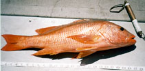 To FishBase images (<i>Lutjanus colorado</i>, Mexico, by IGFA)