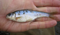 To FishBase images (<i>Luxilus cornutus</i>, USA, by Seelig, C.)