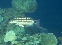 To FishBase images (<i>Lutjanus decussatus</i>, Philippines, by Cook, D.C.)