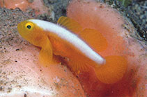 To FishBase images (<i>Lubricogobius dinah</i>, Papua New Guinea, by Randall, J.E.)