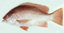 To FishBase images (<i>Lutjanus erythropterus</i>, by Gloerfelt-Tarp, T.)