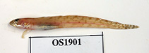 To FishBase images (<i>Lumpenus fabricii</i>, USA, by Miller, T.)