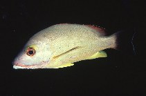 To FishBase images (<i>Lutjanus fulvus</i>, Marshall Is., by Randall, J.E.)
