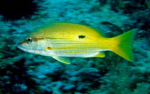 To FishBase images (<i>Lutjanus fulviflammus</i>, Oman, by Field, R.)