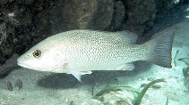 To FishBase images (<i>Lutjanus griseus</i>, Belize, by Randall, J.E.)