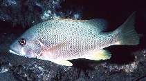 To FishBase images (<i>Lutjanus jocu</i>, by Randall, J.E.)