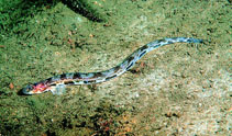To FishBase images (<i>Lumpenus lampretaeformis</i>, by Svensen, E.)