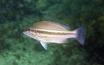 To FishBase images (<i>Lutjanus lemniscatus</i>, Hong Kong, by Andy Cornish@114°E Hong Kong Reef Fish Survey)