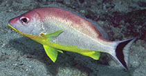 To FishBase images (<i>Lutjanus lunulatus</i>, Timor-Leste, by Allen, G.R.)