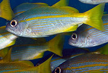 To FishBase images (<i>Lutjanus lutjanus</i>, Indonesia, by Greenfield, J.)
