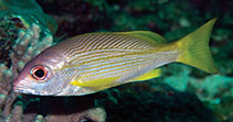 To FishBase images (<i>Lutjanus xanthopinnis</i>, Brunei Darsm, by Allen, G.R.)