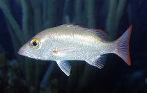 To FishBase images (<i>Lutjanus mahogoni</i>, Neth Antilles, by Patzner, R.)