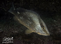 To FishBase images (<i>Lutjanus malabaricus</i>, Hong Kong, by Caron Wong@114°E Hong Kong Reef Fish Survey)