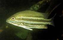 To FishBase images (<i>Lutjanus maxweberi</i>, Papua New Guinea, by Allen, G.R.)