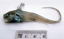 To FishBase images (<i>Lucigadus microlepis</i>, Australia, by Graham, K.)