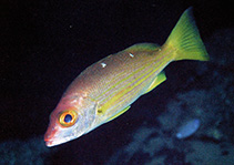 To FishBase images (<i>Lutjanus mizenkoi</i>, Papua New Guinea, by Allen, G.R.)