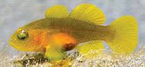 To FishBase images (<i>Lubricogobius nanus</i>, Papua New Guinea, by Allen, G.R.)