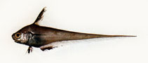 To FishBase images (<i>Lucigadus nigromarginatus</i>, by Shao, K.T.)