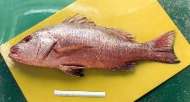 To FishBase images (<i>Lutjanus novemfasciatus</i>, Mexico, by Amezcua Linares, F.)