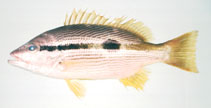 To FishBase images (<i>Lutjanus ophuysenii</i>, Japan, by Suzuki, T.)