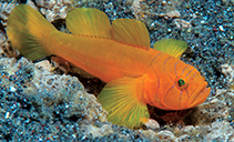 To FishBase images (<i>Lubricogobius ornatus</i>, Indonesia, by Erdmann, M.V.)
