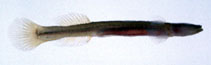 To FishBase images (<i>Luciogobius pallidus</i>, Japan, by Suzuki, T.)
