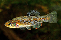 To FishBase images (<i>Lucania parva</i>, USA, by Terceira, A.C.)