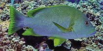 To FishBase images (<i>Lutjanus rivulatus</i>, Indonesia, by Allen, G.R.)